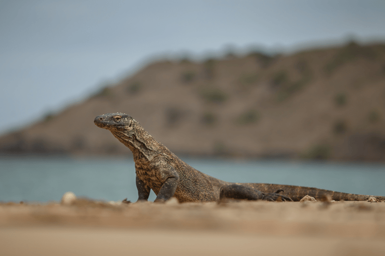 Isole di Komodo: tour in motoscafo 2D1N, tour via terra e soggiorno in hotelIsole Komodo: tour di 1 giorno in barca, tour di 1/2 giorno a terra e albergo