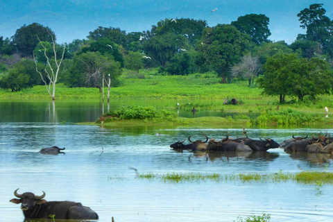 Ella, Bandarawela, or Haputale to Udawalawe Safari Tour