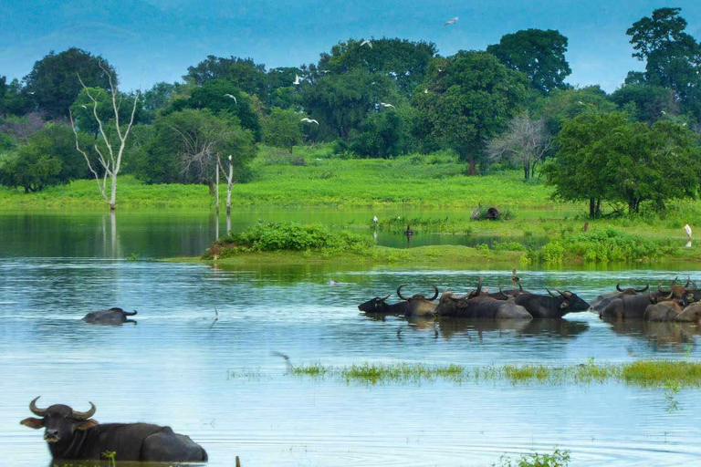 Ella, Bandarawela, or Haputale to Udawalawe Safari Tour