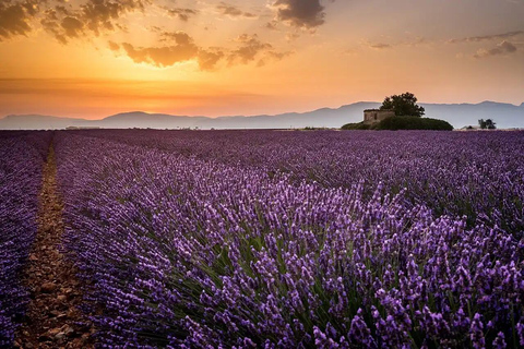 Provence: Valensole Lavender Fields Guided Full-Day Tour
