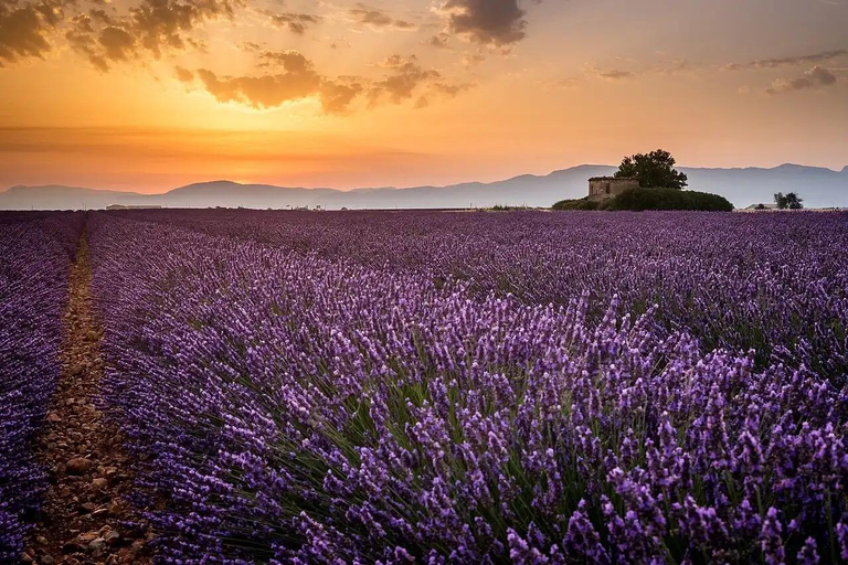 Provence: Valensole Lavender Fields Guided Full-Day Tour