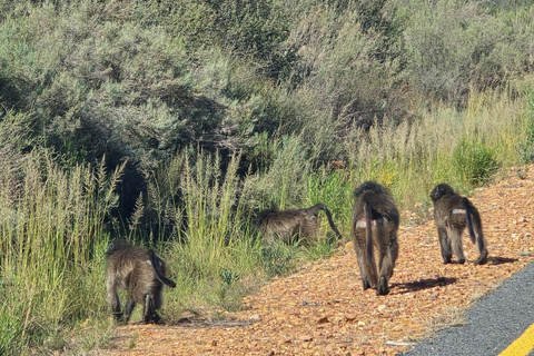 Cape Town: Cruise Passengers sunset Safari & Wine Tour