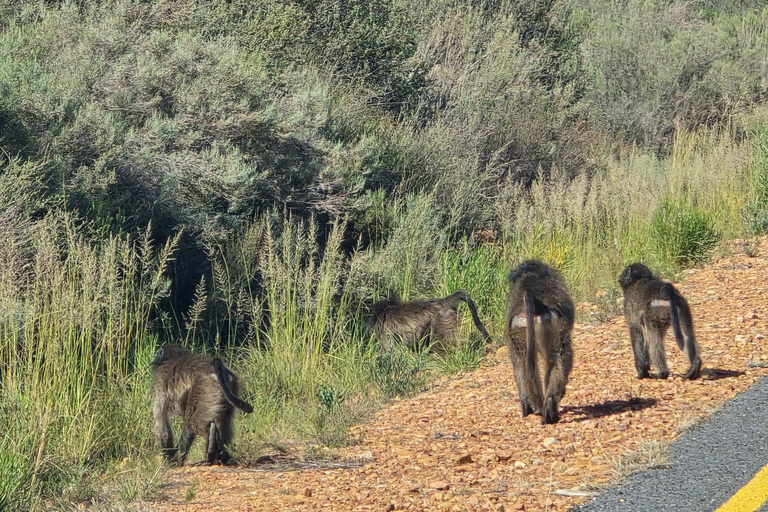 Cape Town: Cruise Passengers sunset Safari & Wine Tour