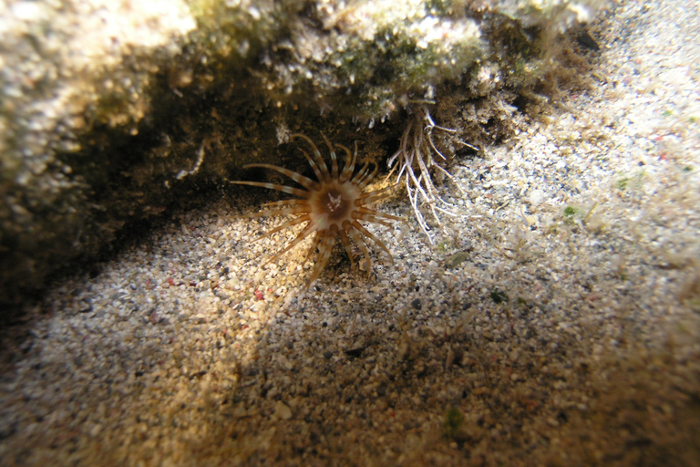 Chania: Snorkelen op een zeescooter rondvaart