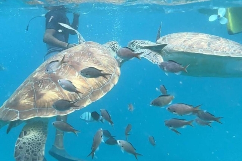 Snorkelen en zwemmen met zeeschildpaddenGeweldige ervaring met zeeschildpadden