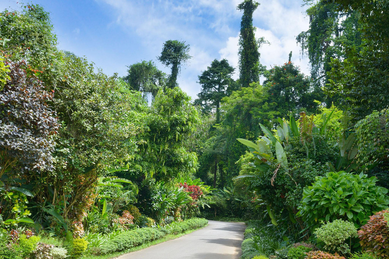 Ambewela to Kandy Scenic Highlands Tour via Nuwara Eliya