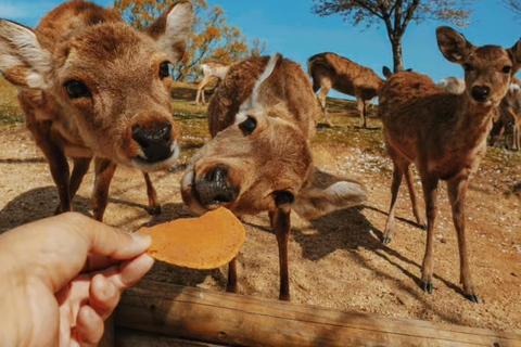Osaka/Kobe: Tour guiado particular pela região de Kansai - Serviço de busca no hotelOsaka e Kobe: City Tour com serviço de busca no hotel