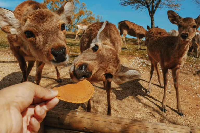 Osaka/Kobe: Tour guiado particular pela região de Kansai - Serviço de busca no hotelOsaka e Kobe: City Tour com serviço de busca no hotel