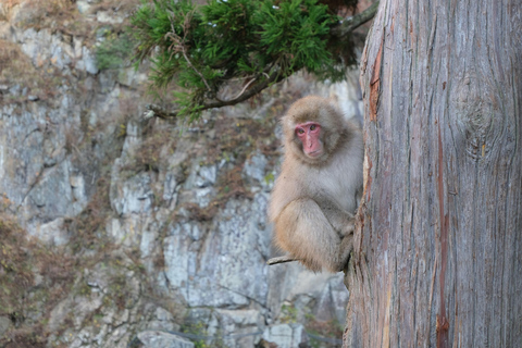 Nagano: Snow Monkey Park Full-Day Guided Private Tour Nagano: Snow Monkey Park Full-Day Guided Tour in Lexus