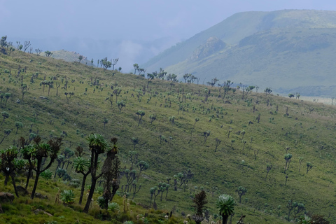 Aberdare National Park: Mount Satima Overnight Hike