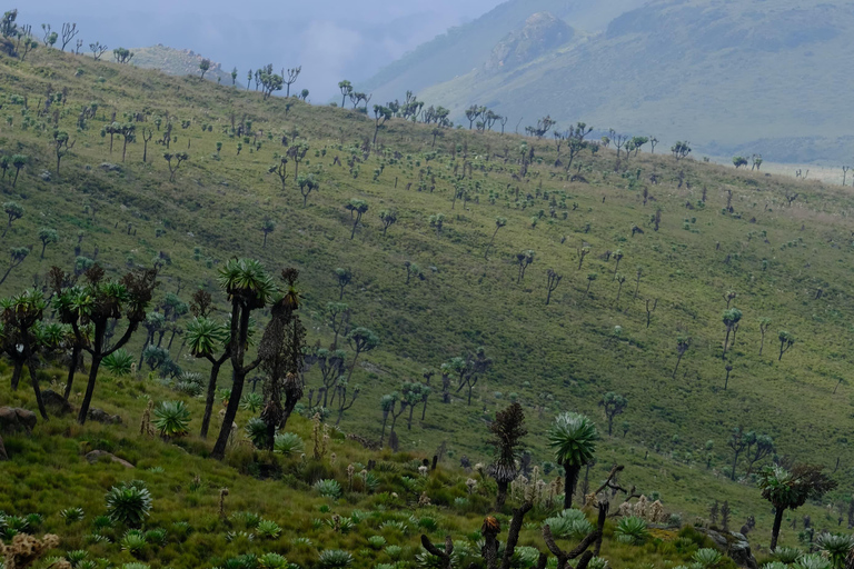 Aberdare National Park: Mount Satima Overnight Hike