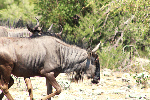 Windhoek: 3-Day Guided Safari in Etosha with Lodge