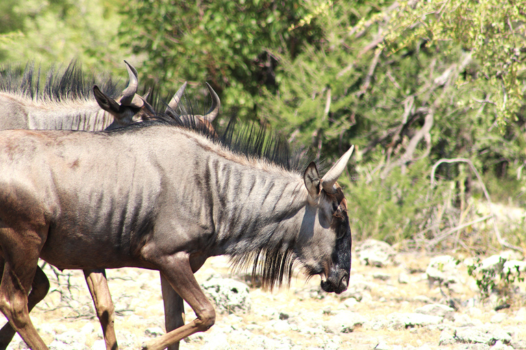 Windhoek: 3-Day Guided Safari in Etosha with Lodge