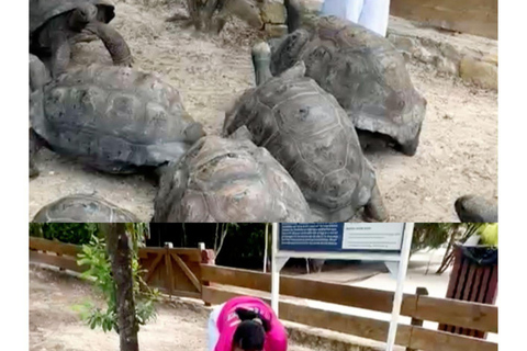 St. John's Laviscount Island Giant Tortoises &Long Bay Beach