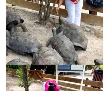Żółwie olbrzymie na wyspie Laviscount i plaża Long Bay w St. John's
