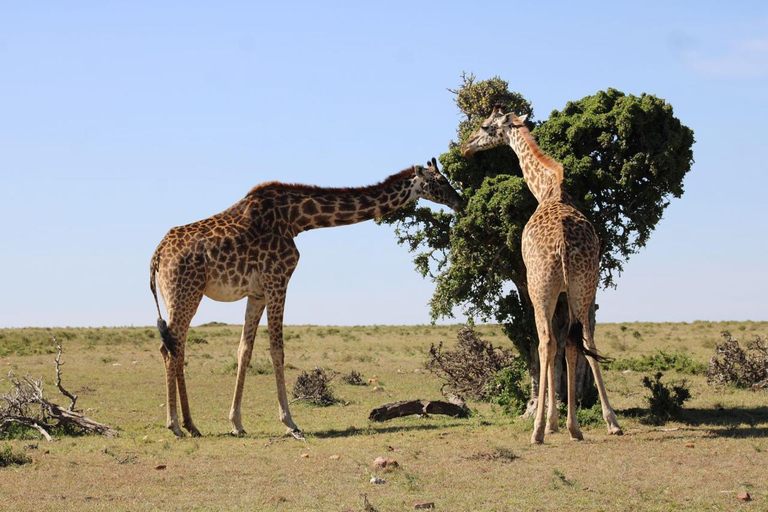 4 dagar Murchison Falls nationalpark Uganda