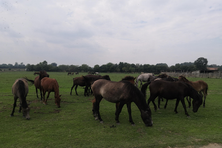 Excursión Safari Zasavica