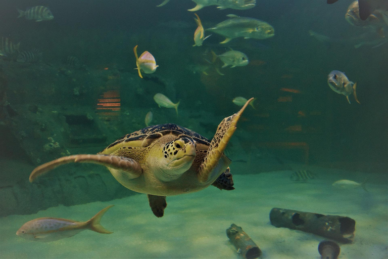 Schildpadden aquarium halve dagtrip