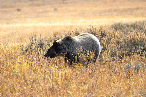 Jackson: Grand Teton & Yellowstone Private Van Tour