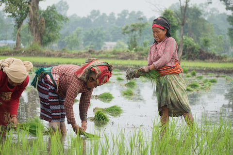 Kathmandu: 3-Day Rice Planting & Village Homestay Tour