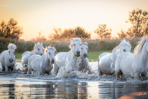 Camargue: Fotoworkshop in den Sümpfen mit freilaufenden Pferden