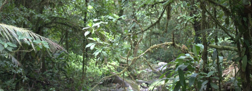 Randonnée privée dans la forêt - Río Celeste