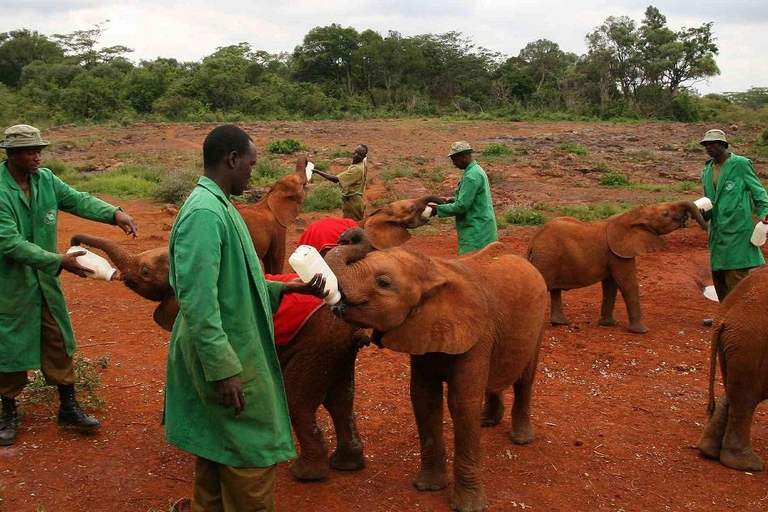 Nairobi : Visite de l'orphelinat des éléphants et du centre des girafes