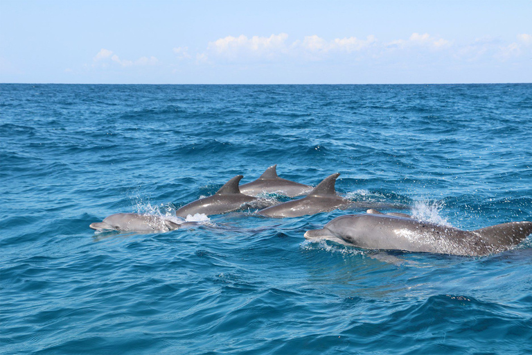 Gevangeniseilandtour, kruidentour met lunch, het eiland Pongwe