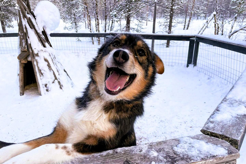 Levi: 5 km di slitta trainata da husky a LeviSirkka: 5 km di slitta trainata da Husky a Levi