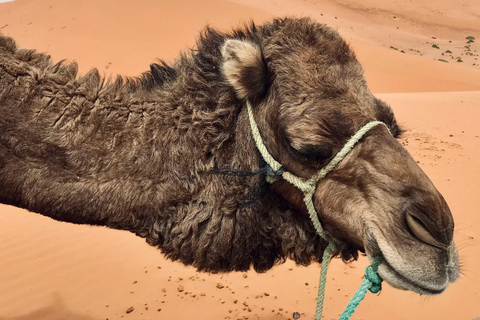 Marrakech: 3-Day Luxurious Desert Tour to Fes via Merzouga. Shared Tour: Standard Accommodation.