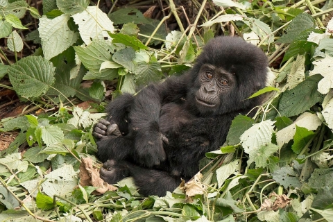 8 jours d'expérience Gorilles-Chimps et Big Five