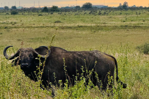 Parque Nacional de Nairobi Privado: Excursão de meio dia com safáriParque Nacional de Nairobi: Tour particular em van com teto aberto