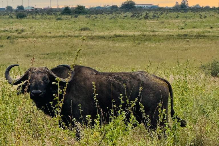 Parque Nacional de Nairobi Privado: Excursão de meio dia com safáriParque Nacional de Nairobi: Tour particular em van com teto aberto