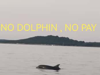 Private Delfin-Tour mit Schnellboot, keine Delfine, Geld zurück