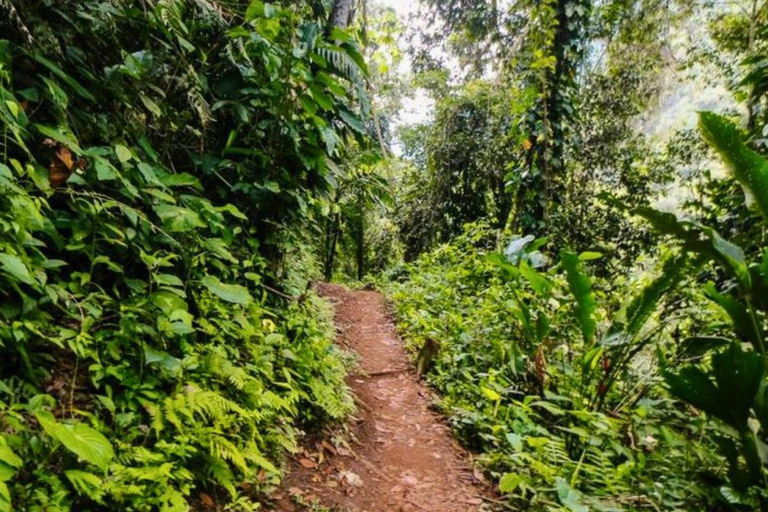 Minca Jungle Trek: Rivers, Tayrona Trails & Cacao Forest