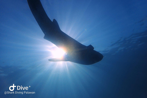 Puerto Princesa: Discover Scuba Diving Package Puerto Princesa day trip: 3 dives for certified divers