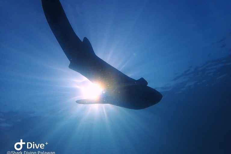 Puerto Princesa: Discover Scuba Diving Package Puerto Princesa day trip: 3 dives for certified divers