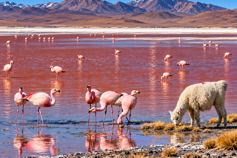 Uyuni Salt Flats 3-Day Tour to San Pedro de Atacama and Meal TOUR IN SPANISH