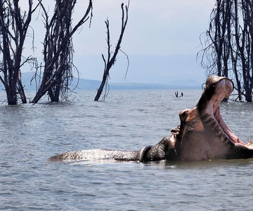 Nairobi: Aventura económica de 3 días en Naivasha y Masai Mara