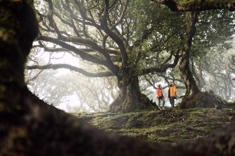 Funchal: Fanal Forest Roundtrip Transfer
