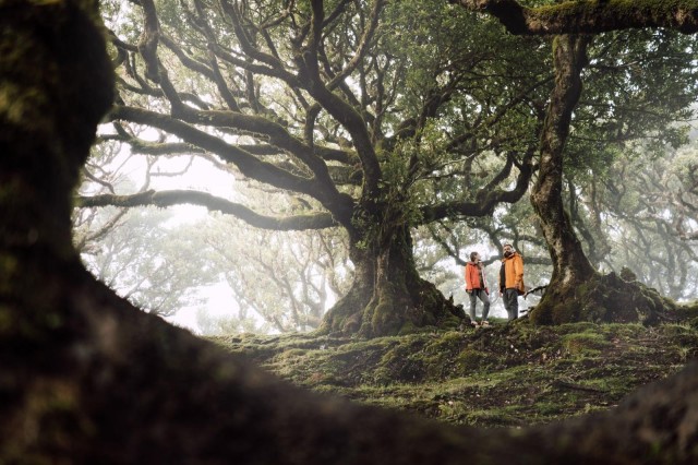 Visit Funchal Fanal Forest Roundtrip Transfer in Câmara de Lobos