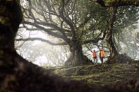 Funchal, Fanal Forest Roundtrip Transfer - Housity