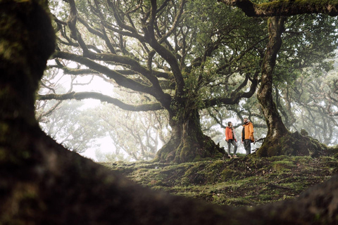 Funchal: Fanal Forest Roundtrip Transfer