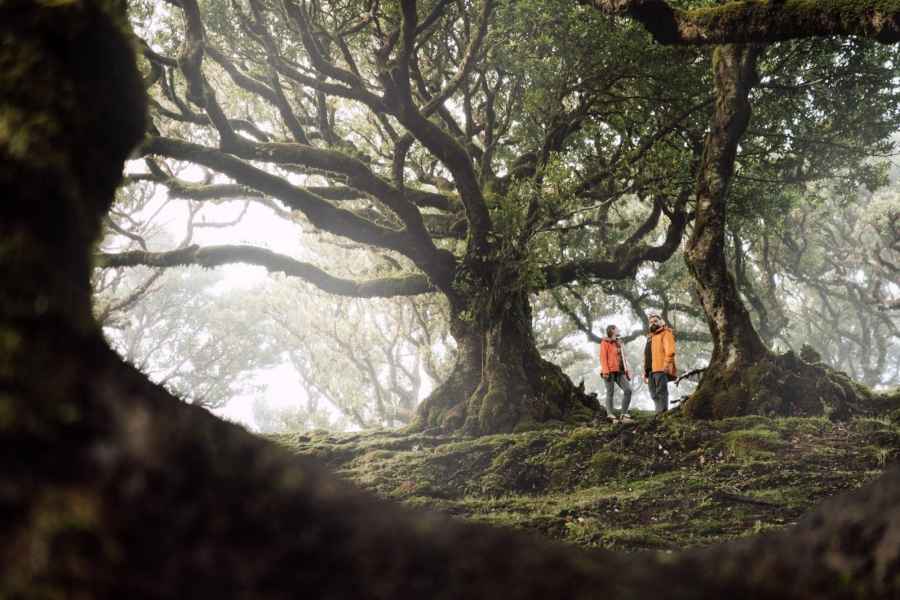 Funchal: Fanal Forest Hin- und Rücktransfer. Foto: GetYourGuide