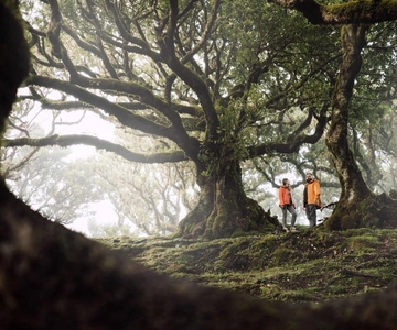 Funchal: Fanal Forest Hin- und Rücktransfer