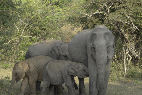 From Colombo: Flamingos & Wetlands Photography Safari