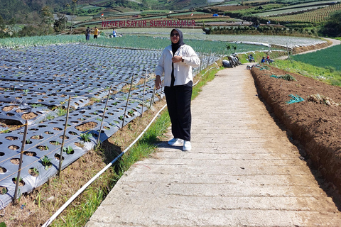 Magelang: Silancur Highland Sunrise & Sukomakmur Tour