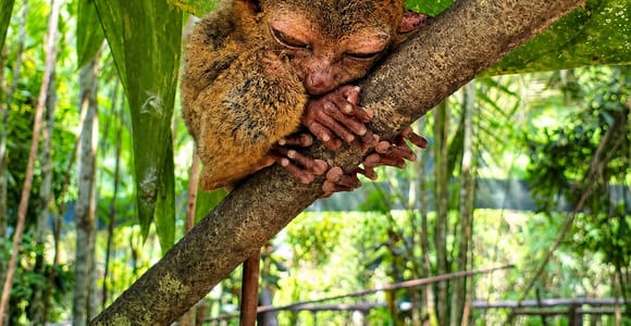 Bohol: Budgeted Countryside with Buffet Lunch Private Tour