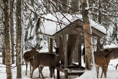 Rovaniemi: trip to the Ranua Zoo (transportation, tickets)