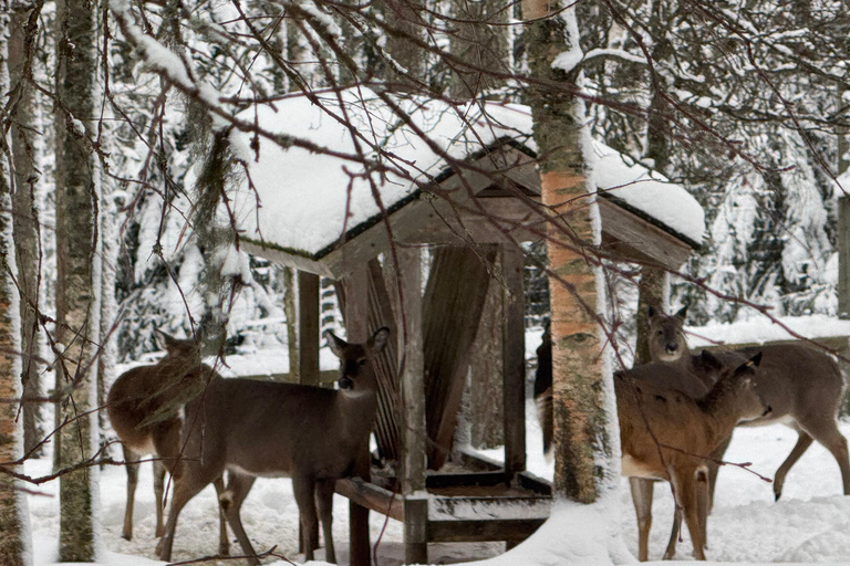 Rovaniemi: trip to the Ranua Zoo (transportation, tickets)